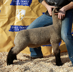 Online Sheep Sale Results - Show Stock Planet