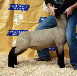 Online Sheep Sale Results - Show Stock Planet