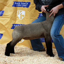 Online Sheep Sale Results - Show Stock Planet