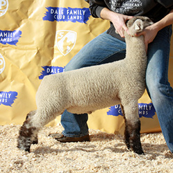 Online Sheep Sale Results - Show Stock Planet