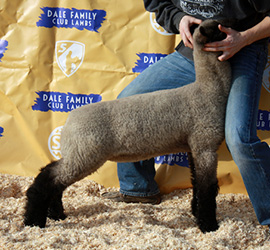 Online Sheep Sale Results - Show Stock Planet