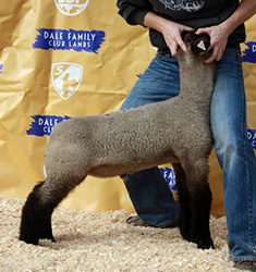 Online Sheep Sale Results - Show Stock Planet