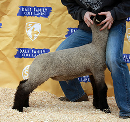 Online Sheep Sale Results - Show Stock Planet