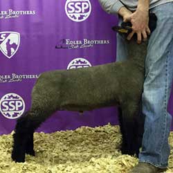 Online Sheep Sale Results - Show Stock Planet