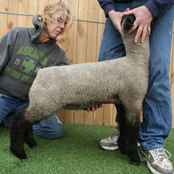 Online Sheep Sale Results - Show Stock Planet