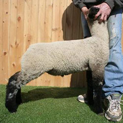 Online Sheep Sale Results - Show Stock Planet