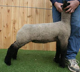 Online Sheep Sale Results - Show Stock Planet