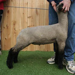 Online Sheep Sale Results - Show Stock Planet