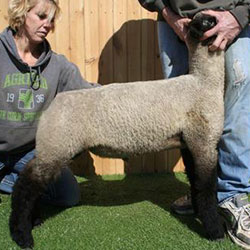 Online Sheep Sale Results - Show Stock Planet