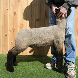 Online Sheep Sale Results - Show Stock Planet