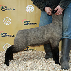 Online Sheep Sale Results - Show Stock Planet