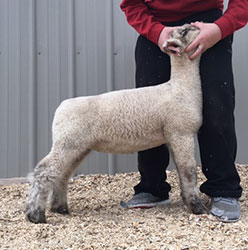 Online Sheep Sale Results - Show Stock Planet