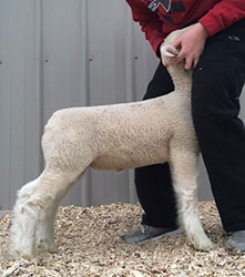 Online Sheep Sale Results - Show Stock Planet