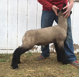 Online Sheep Sale Results - Show Stock Planet