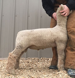 Online Sheep Sale Results - Show Stock Planet