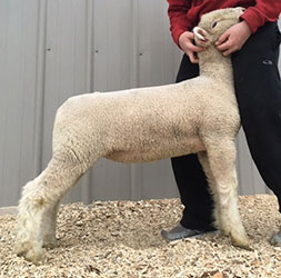 Online Sheep Sale Results - Show Stock Planet