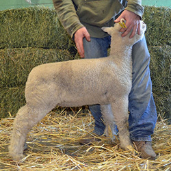 Online Sheep Sale Results - Show Stock Planet