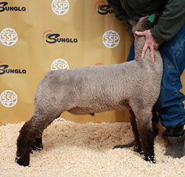 Online Sheep Sale Results - Show Stock Planet