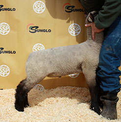 Online Sheep Sale Results - Show Stock Planet