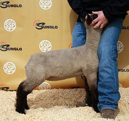 Online Sheep Sale Results - Show Stock Planet