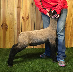 Online Sheep Sale Results - Show Stock Planet