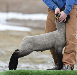 Online Sheep Sale Results - Show Stock Planet