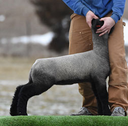 Online Sheep Sale Results - Show Stock Planet