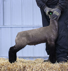 Online Sheep Sale Results - Show Stock Planet