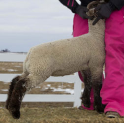 Online Sheep Sale Results - Show Stock Planet