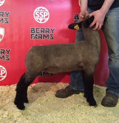 Online Sheep Sale Results - Show Stock Planet