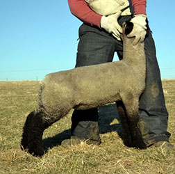 Online Sheep Sale Results - Show Stock Planet