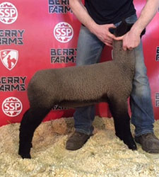 Online Sheep Sale Results - Show Stock Planet