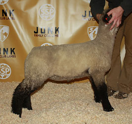 Online Sheep Sale Results - Show Stock Planet