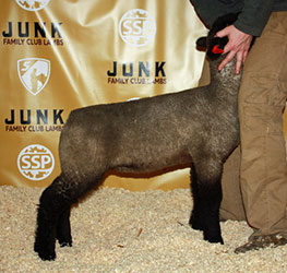 Online Sheep Sale Results - Show Stock Planet