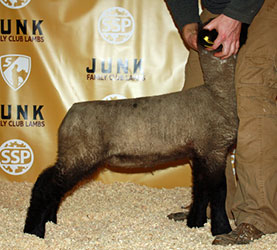 Online Sheep Sale Results - Show Stock Planet