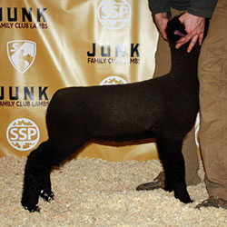 Online Sheep Sale Results - Show Stock Planet