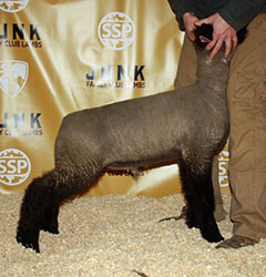 Online Sheep Sale Results - Show Stock Planet