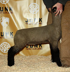 Online Sheep Sale Results - Show Stock Planet