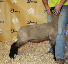 Online Sheep Sale Results - Show Stock Planet