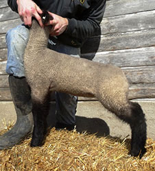 Online Sheep Sale Results - Show Stock Planet