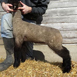 Online Sheep Sale Results - Show Stock Planet