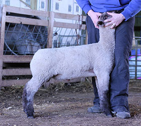 Online Sheep Sale Results - Show Stock Planet