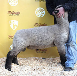 Online Sheep Sale Results - Show Stock Planet