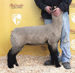 Online Sheep Sale Results - Show Stock Planet