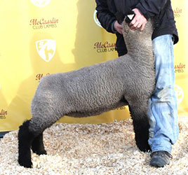 Online Sheep Sale Results - Show Stock Planet