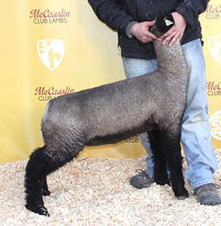 Online Sheep Sale Results - Show Stock Planet