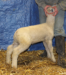 Online Sheep Sale Results - Show Stock Planet