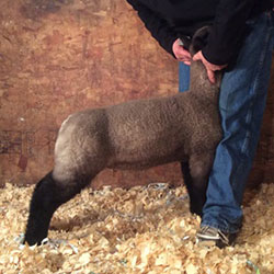 Online Sheep Sale Results - Show Stock Planet