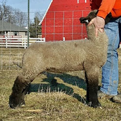 Online Sheep Sale Results - Show Stock Planet