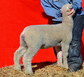 Online Sheep Sale Results - Show Stock Planet